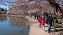 Warga berdatangan untuk melihat pohon sakura yang mulai mekar pada hari pertama Festival Bunga Sakura Nasional di Washington, Amerika Serikat, 20 Maret 2023. (AP Photo/Jacquelyn Martin)