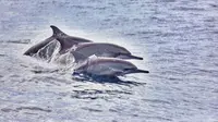 Asyiknya Bercengkrama dengan Lumba-Lumba di Teluk Kiluan Lampung