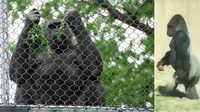 Tidak menggunakan empat kaki, gorila ini berjalan menggunakan dua kaki. (doc: Philadelphia Zoo)