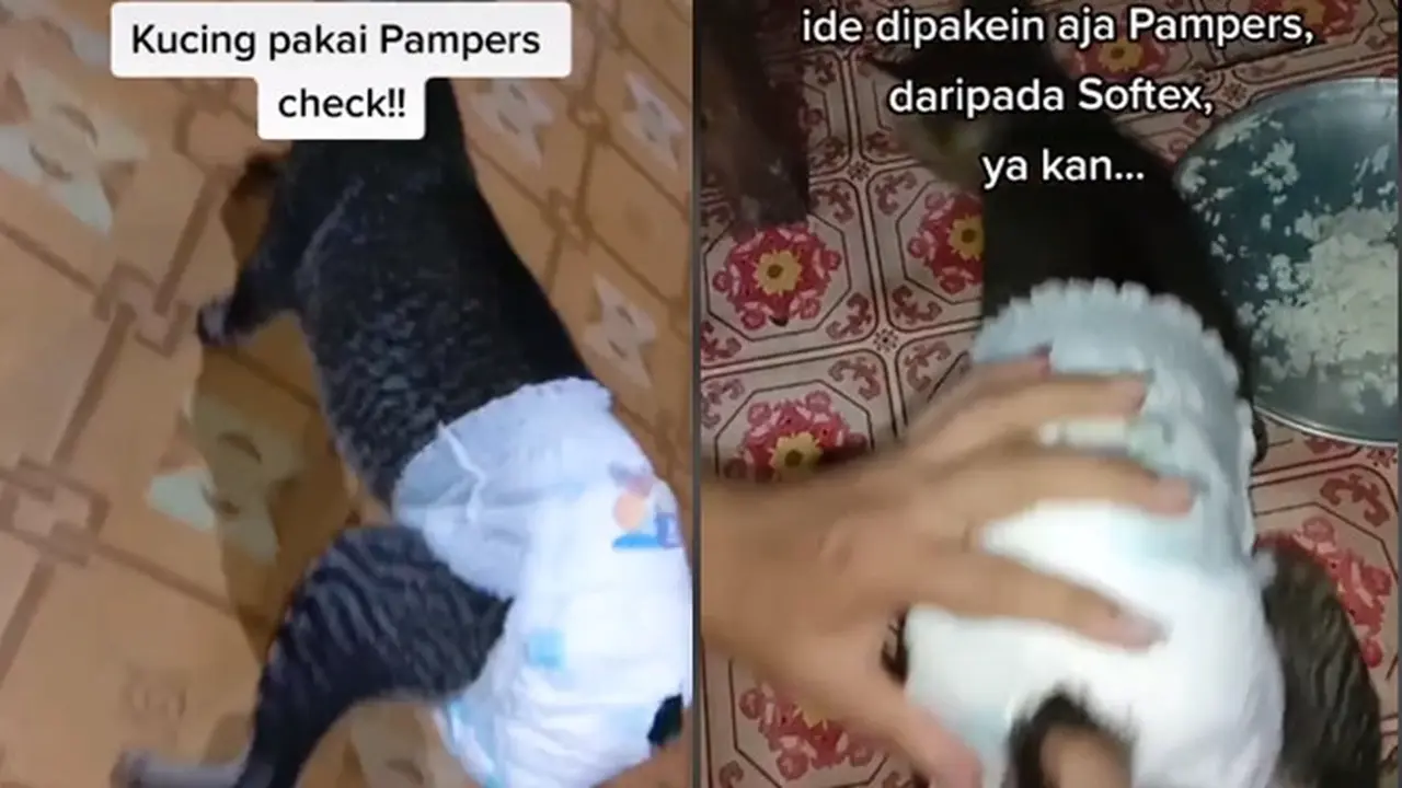 Viral Video Kucing Pakai Pampers karena Diare, Cara Jalannya Bikin Ngakak