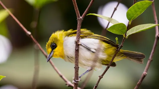 Burung Kacamata Makassar