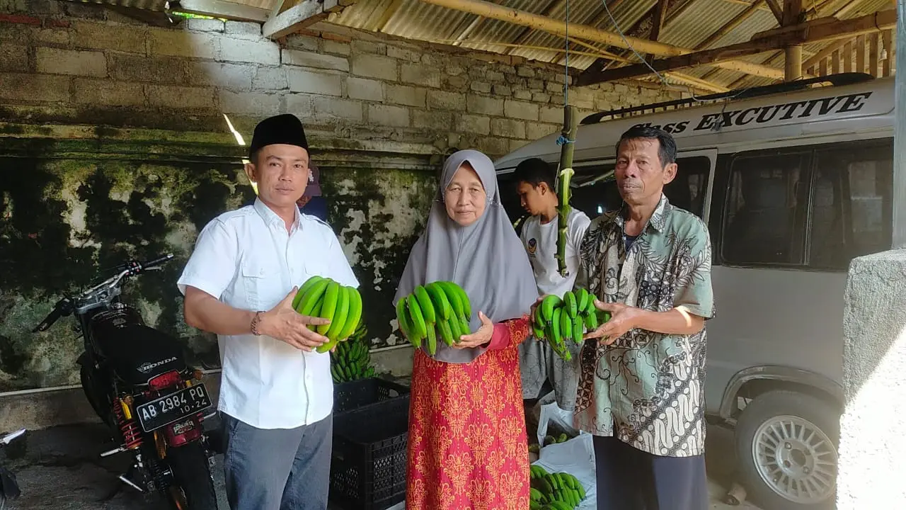 Anggota DPRD Jatim Deni Prasetya (kiri) panen pisang cavendish di Dusun Geladak Langsep, Desa Sumber Jambe, Jember. (Istimewa).
