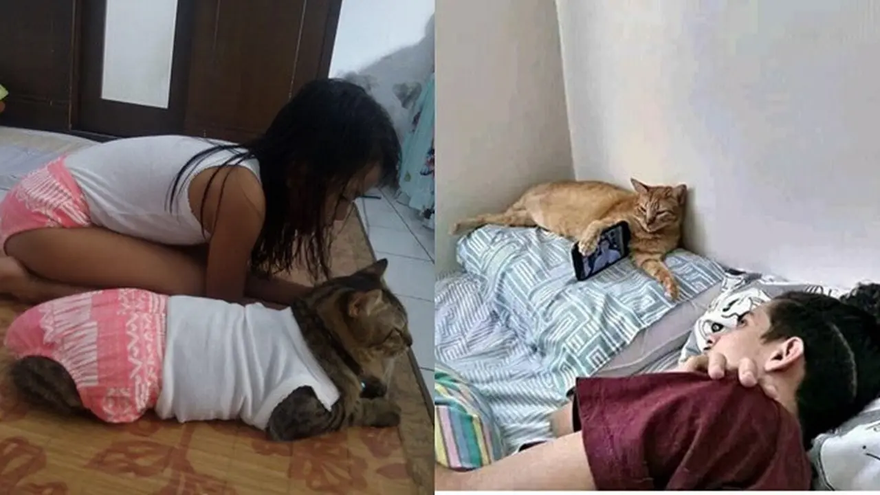 kucing