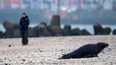 Anjing laut abu-abu jantan berjalan di pantai Pulau Helgoland, Jerman, 5 Januari 2020. Saat musim kawin dimulai, para pejantan akan berkompetisi mendapatkan betina dengan adu kekuatan dengan pejantan lainnya. (John MACDOUGALL/AFP)