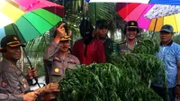 Aparat Polres Karo, Sumatera Utara, menemukan ladang ganja di zona merah Gunung Sinabung. (Liputan6.com/Reza Perdana)