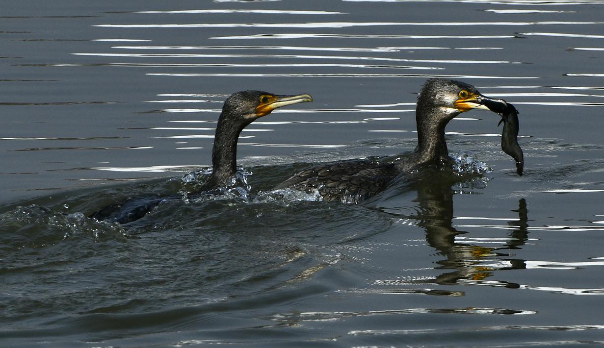 Burung kormoran besar (kanan) menangkap ikan di perairan Danau Taudaha di pinggiran Kathmandu (18/1/2021). Nama ini berasal dari gabungan kata Newari 'Ta', yang berarti ular dan 'Daha', yang berarti danau.  (AFP/Prakashh Mathema)