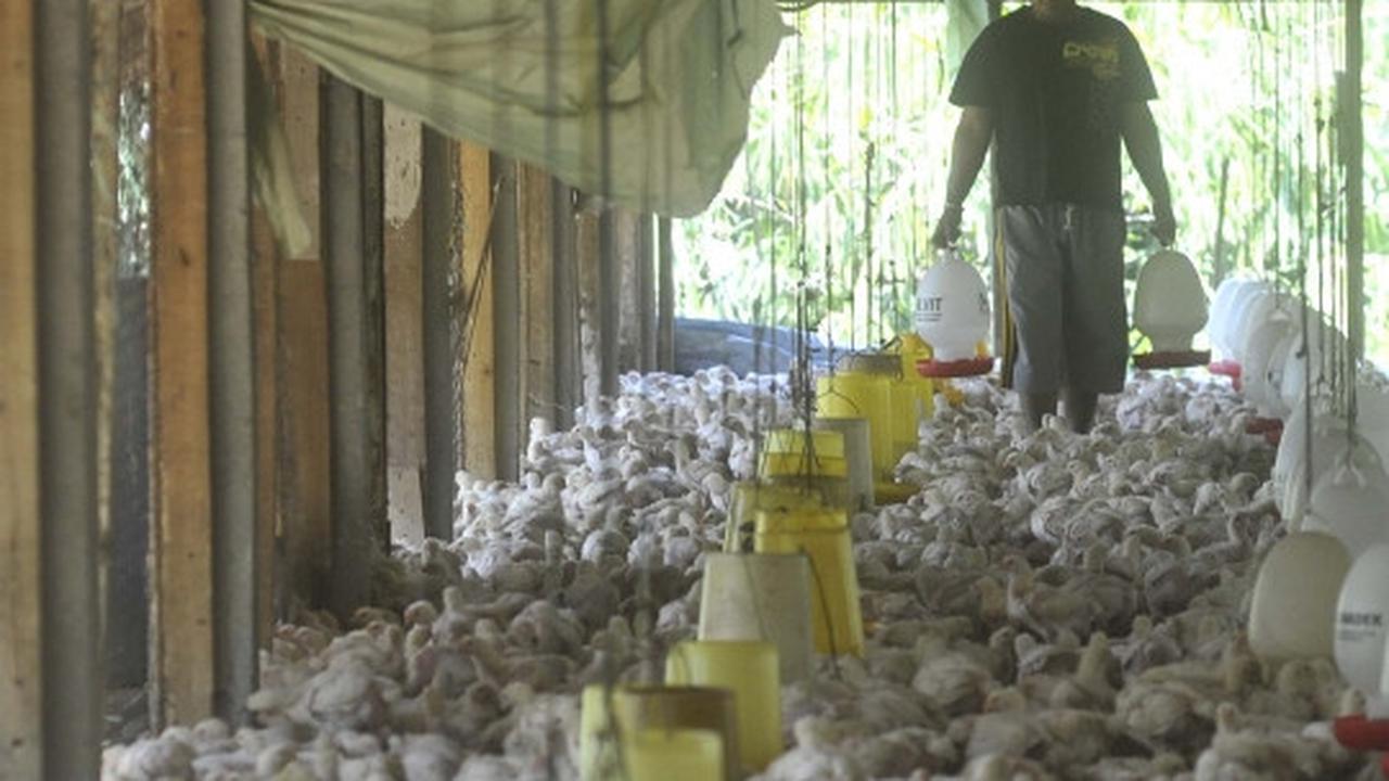 Gejolak kenaikan harga daging ayam tak berdampak kepada peternak