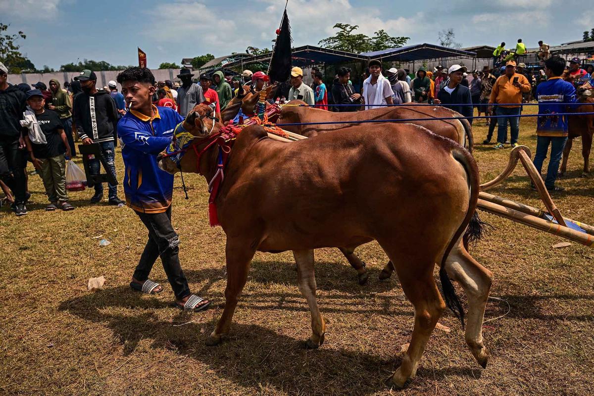 FOTO: Adu Cepat Karapan Sapi di Bangkalan Madura