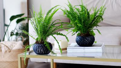 9 Tanaman Hias dengan Daun Keriting yang Punya Tampilan Unik, Cocok untuk Mempercantik Rumah
