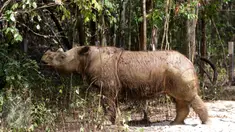  Badak Sumatera jantan bernama Harapan saat berada di dalam kandang Taman Nasional Way Kambas, Lampung, Kamis (5/11). Badak Harapan akan dijodohkan dengan badak betina yang ada di Sumatera Rhino Sanctuary (SRS). (Liputan6.com/Fery Pradolo)