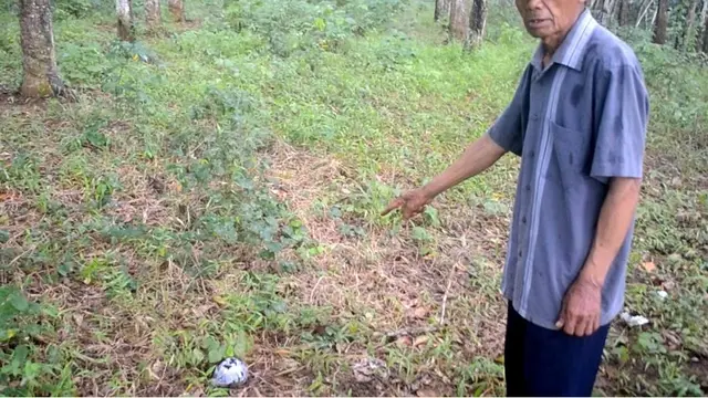Saksi mata peristiwa 1965, Jumar, menunjukkan lokasi diduga kuburan massal PKI Tanah Kafi, Cipari, Cilacap, Jawa Tengah. (Foto: Liputan6.com/Muhamad Ridlo)