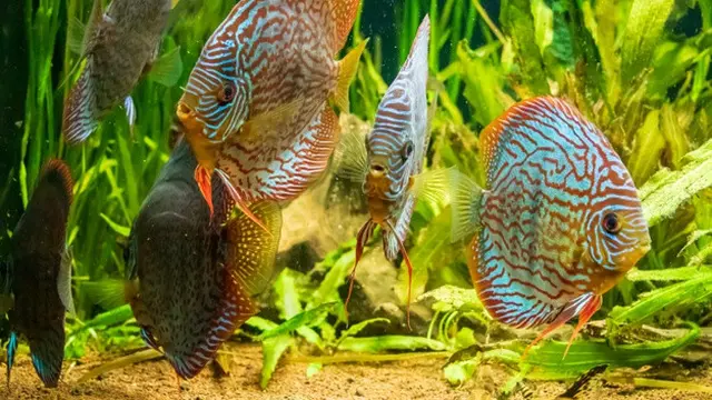 Ilustrasi aquascape