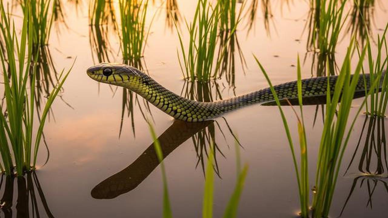 12 Jenis Ular yang Penting untuk Memangsa Tikus, Bantu Petani Melindungi Sawah