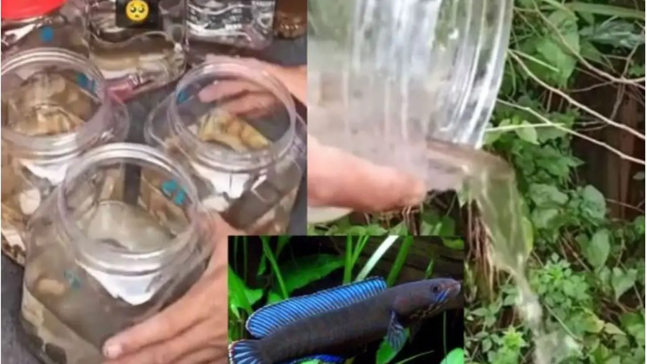 Alami Kejadian Mistis, Pemancing Ini Lepas Kembali 27 Ikan ke Sungai