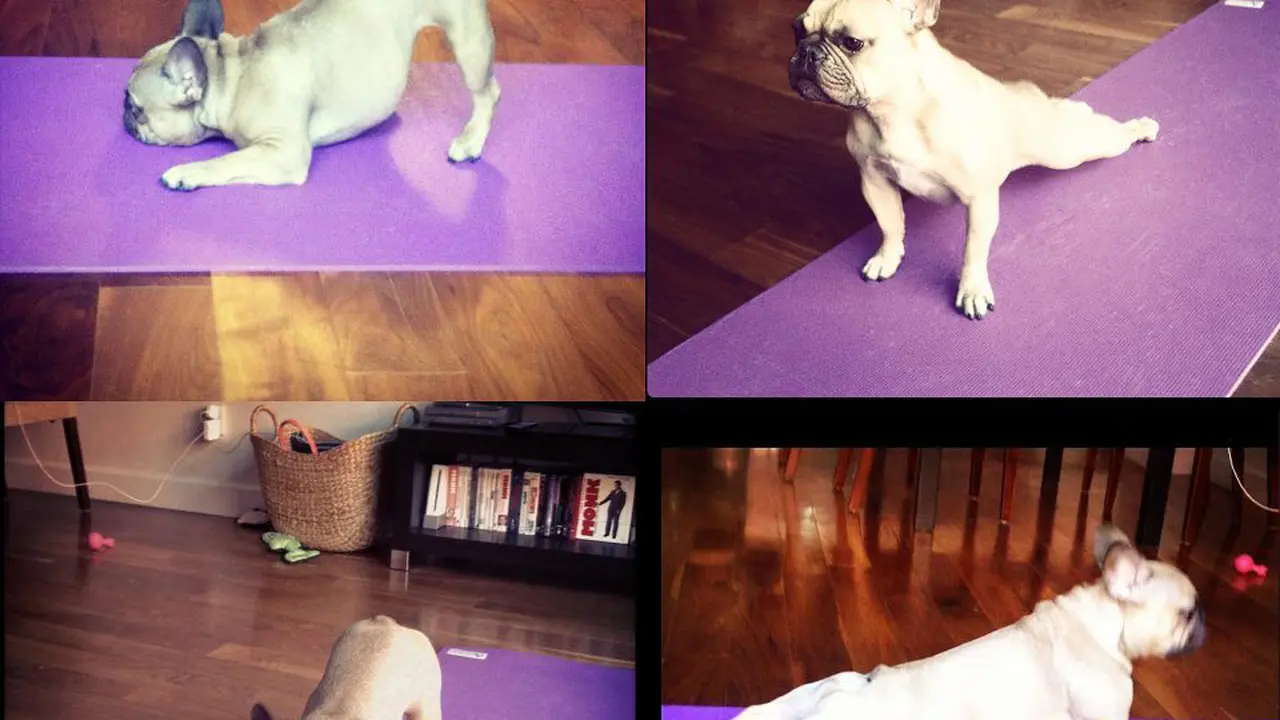Hewan-hewan sedang berlatih yoga. (Huffington Post)