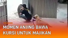 CCTV merekam momen loyalitas anjing pada majikannya. Awalnya seorang pria tampak jongkok sembari ngemil di depan gerbang. Sang anjing coklat datang dengan membawakan kursi kecil.