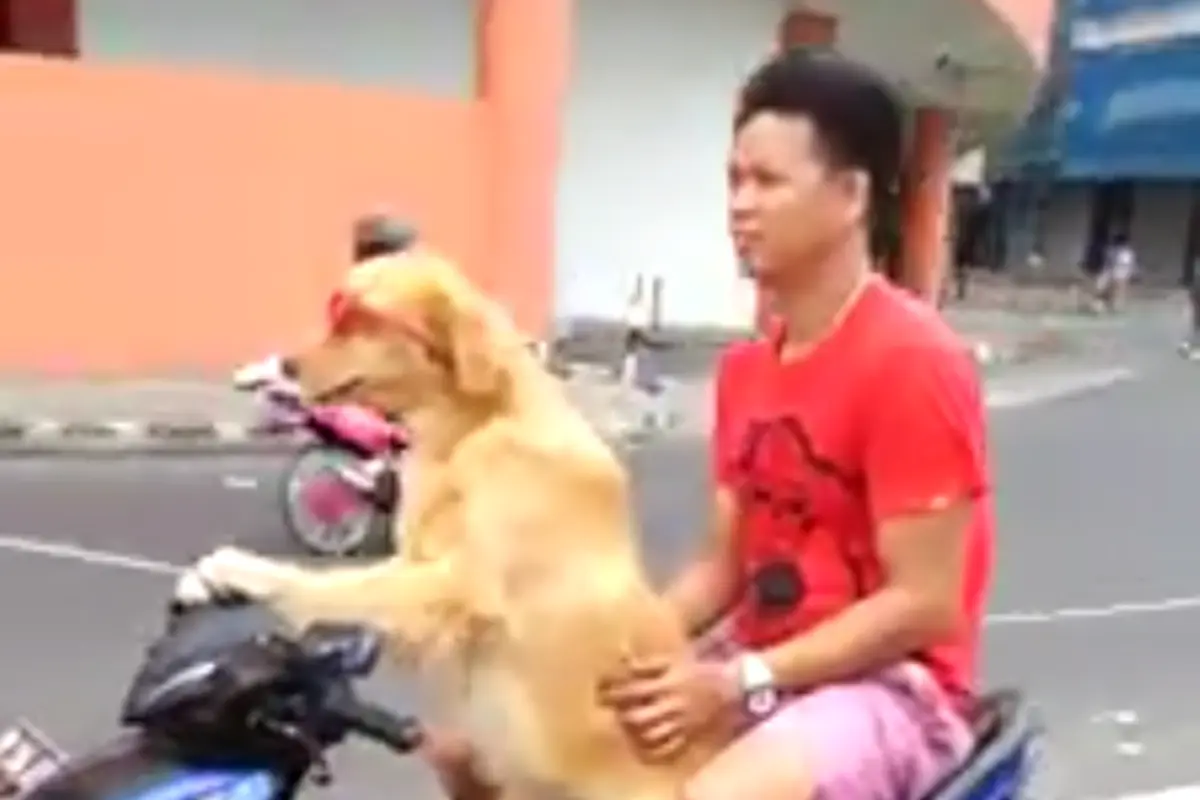 Anjing Pintar