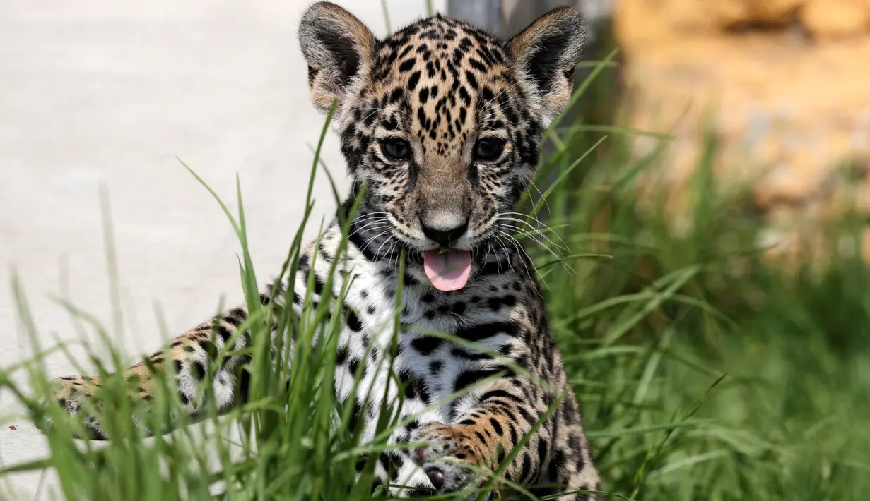 Seekor anak jaguar terlihat selama tur media di Kebun Binatang Altiplano di Tlaxcala dekat Mexico City, Meksiko, pada 24 Mei 2019. Bayi jaguar berjenis kelamin betina tersebut lahir dalam kondisi sehat pada pertengah Maret 2019. (REUTERS/Henry Romero)