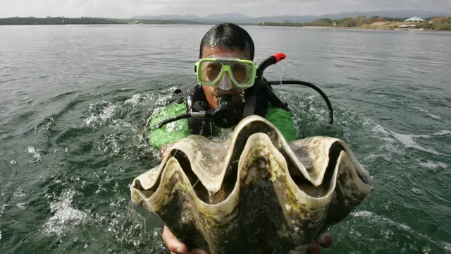 Ilustrasi kerang mutiara yang ditemukan di Filipina (AP PHOTO/BULLIT MARQUEZ)