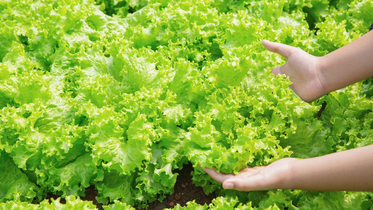 Waktu Ideal Panen Selada dan Manajemen Penanganan Pasca Petik untuk Budidaya Sukses