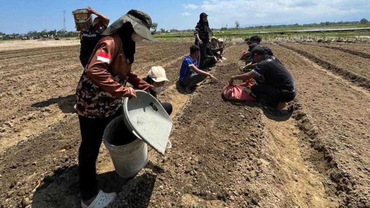 Mahasiswa UBBG Kembangkan Kebun Sayur di Lahan Terdampak Bencana Pidie, Pulihkan Harapan Warga
