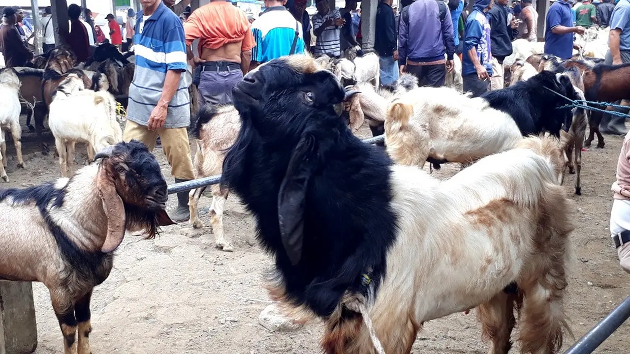 Menjelang Idul Adha, Salon Kambing milik Ahmad Cirko Minarjo (60) di Pasar Kambing Karangpucung, Cilacap, kebanjiran order. (Foto: Liputan6.com/Muhamad Ridlo)