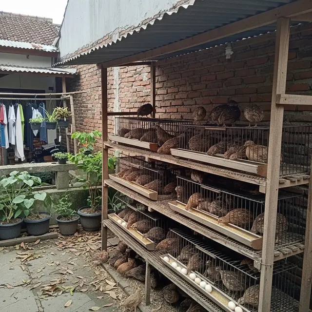 9 Peluang Usaha Ternak Tanpa Kandang yang Mahal, Modal Minim Untung Maksimal