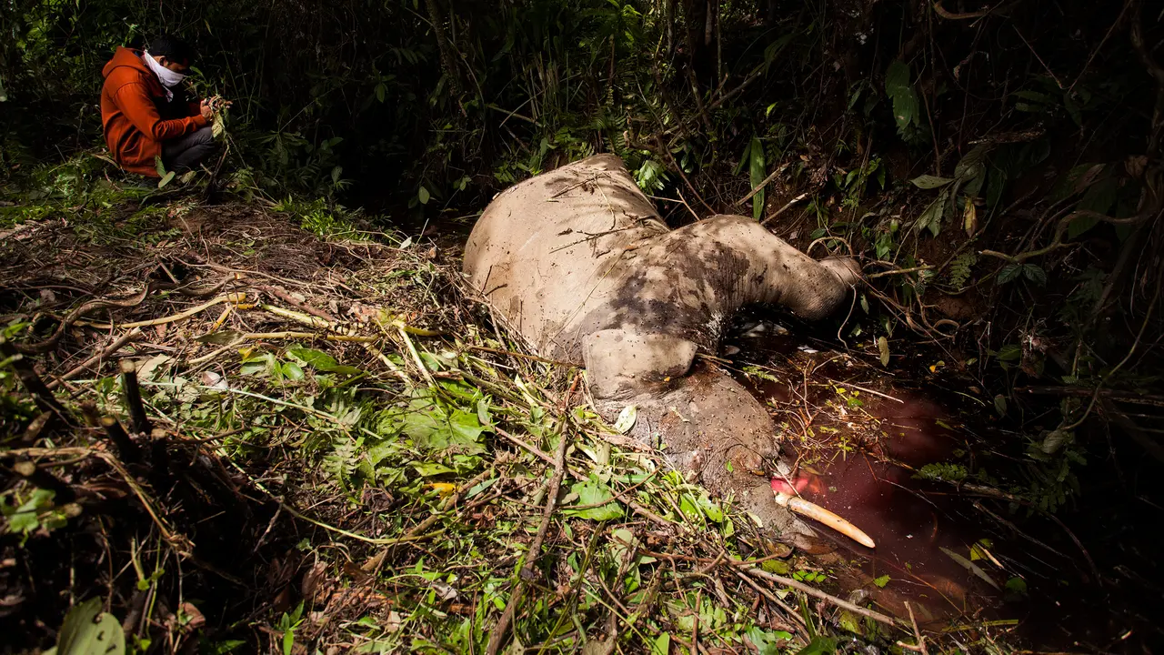 20151118-Diduga Keracunan, Seekor Gajah Ditemukan Mati di Aceh