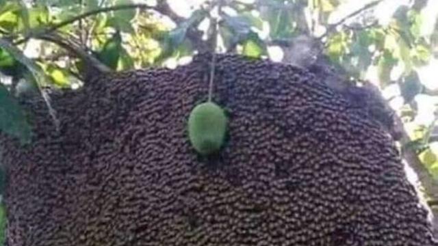 6 Potret Cara Nyeleneh Amankan Buah di Pohon Ini Bikin Ngakak