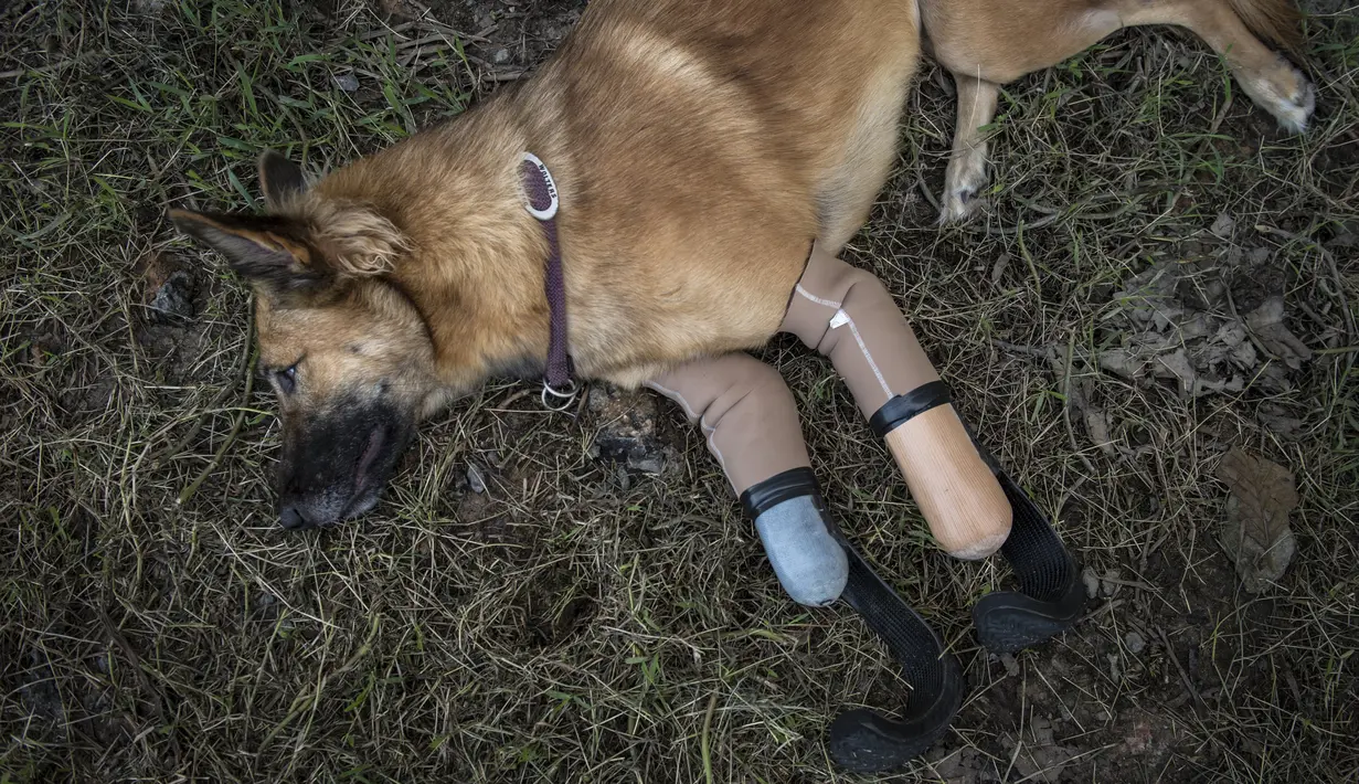 Seekor anjing bernama Cola menggunakan kaki palsu di dua kaki depannya berbaring di rumput, Phuket, Thailand (12/12). Cola menggunakan kaki palsu berbentuk melengkung seperti alat yang digunakan pelari Paralympic. (AFP Photo/Lilian Suwanrumpha)