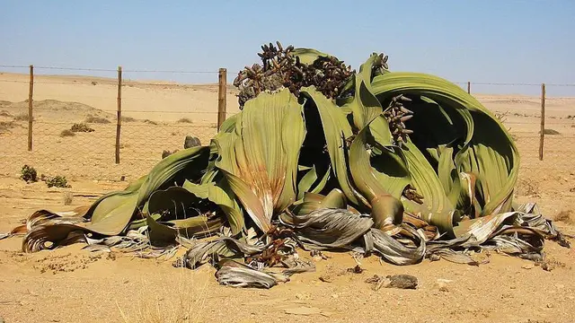 Welwitschia mirabilis (Wikipedia/Creative Commons)