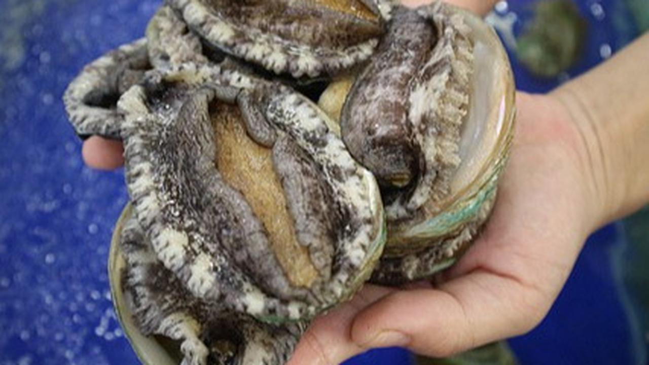 11 Manfaat Kerang Abalon untuk Kesehatan, Perhatikan Cara Pengolahannya