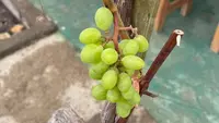 6 Jenis Anggur yang Mudah Berbuah dan Cocok di Iklim Tropis, Jadi Rekomendasi Berkebun