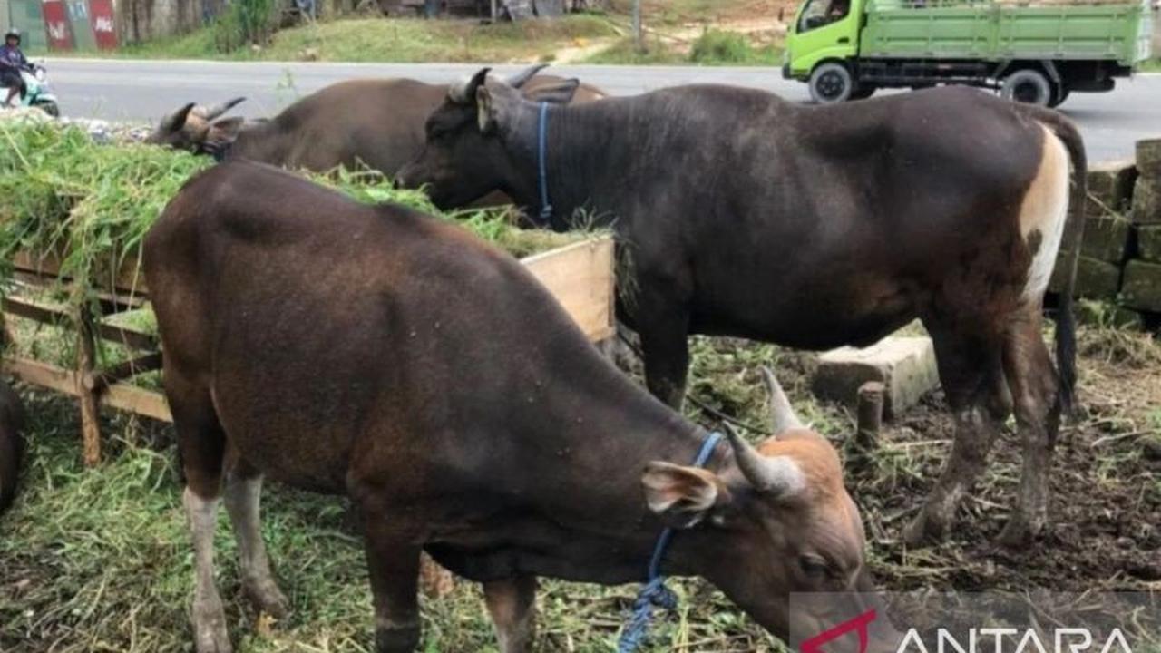Distan Maluku Perketat Sidak Pedagang Hewan Kurban, Pastikan Kesehatan Ternak Jelang Idul Adha 1447 H