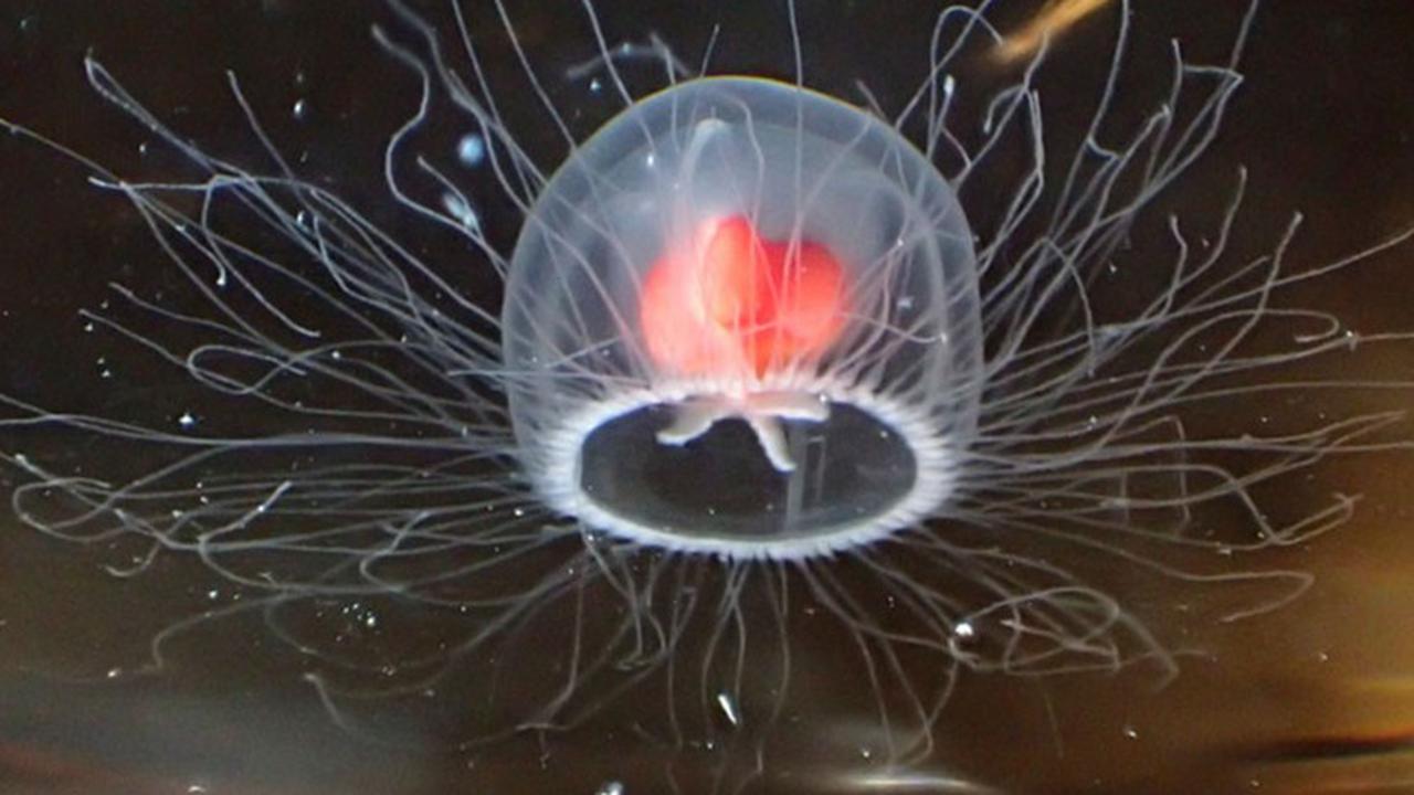 Turritopsis Dohrnii