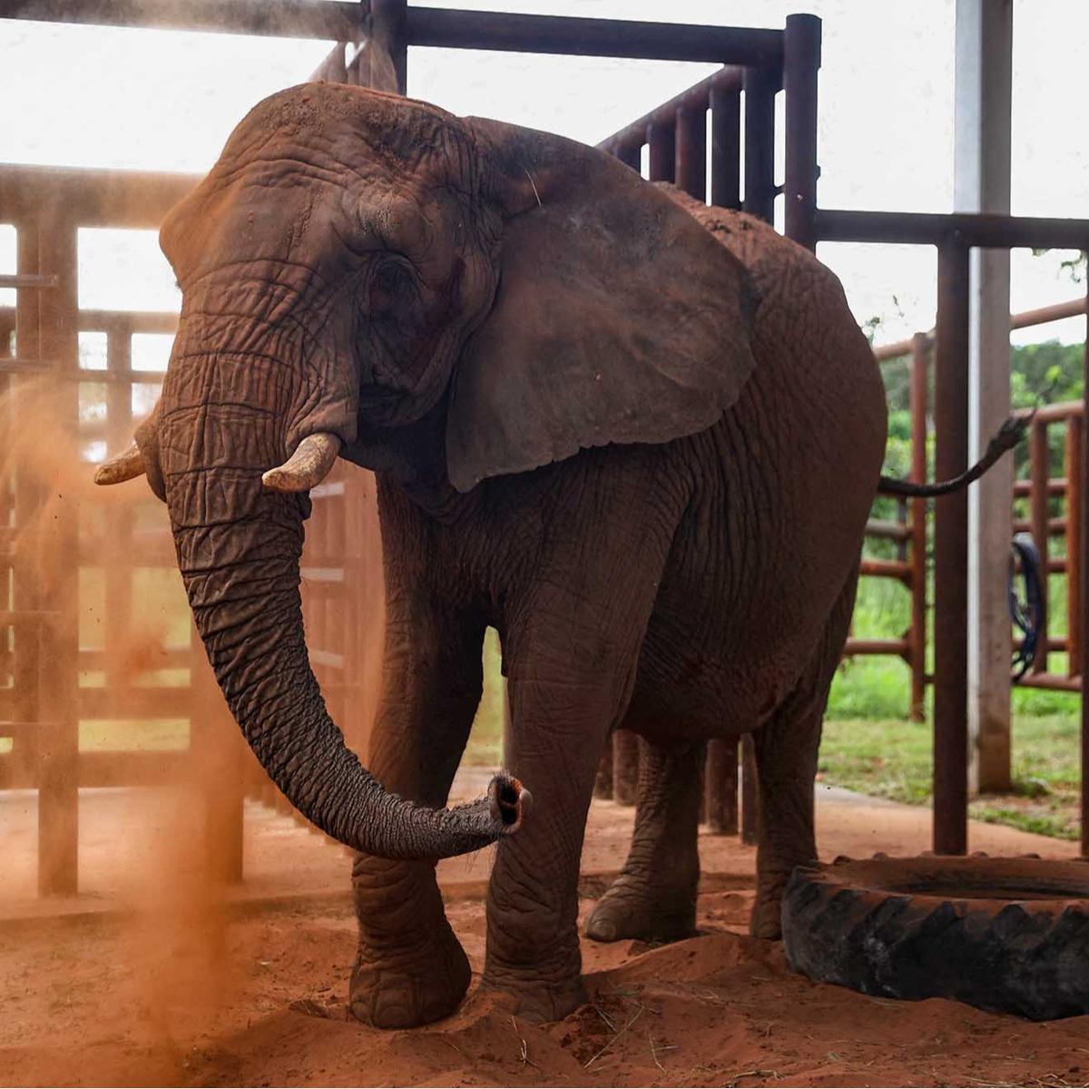 FOTO:  Kisah Pupy Menempuh Jarak 2700 Km untuk Kehidupan Baru di Suaka Gajah Brasil
