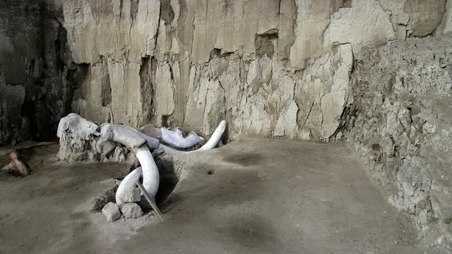 Kerangka Mammoth