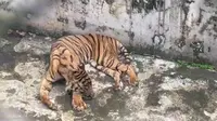 Kondisi harimau sumatera di Medan Zoo (Instagram @medantau)