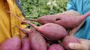Ubi penuh dengan magnesium, zat besi dan vitamin C, yang menyediakan beberapa manfaat kesehatan. Superfood ini dikenal untuk menjaga kadar kolesterol dan bertindak sebagai alat detoksifikasi yang besar untuk hati Anda. (AFP PHOTO/TOSHIFUMI KITAMURA)