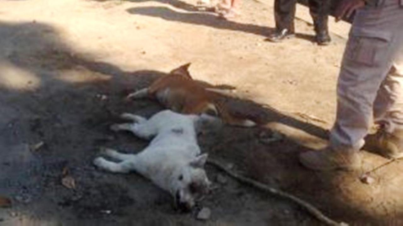 Dua ekor hewan buas sejenis anjing hutan diduga pemangsa puluhan kambing terjerat perangkap warga Jurangmangu, Pemalang. (Foto: Liputan6.com/Polres Pemalang/Muhamad Ridlo)