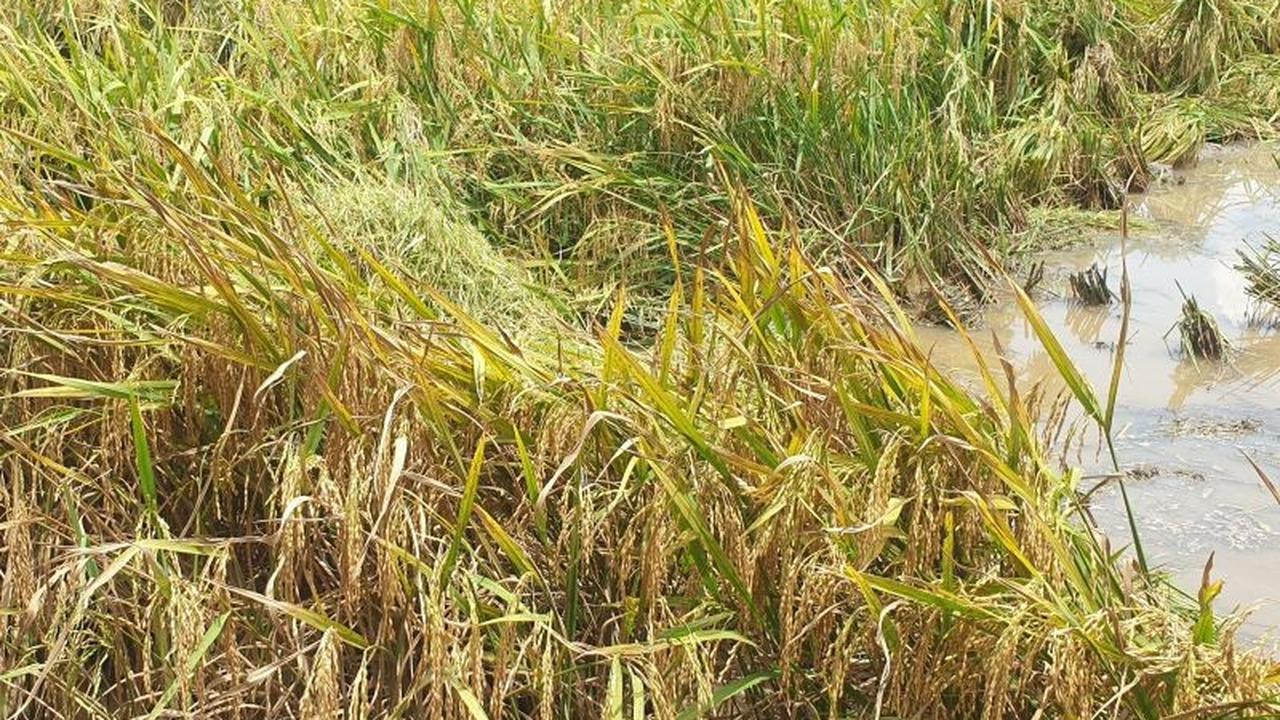 Banyuasin Perkuat Perlindungan Sawah, Targetkan Peningkatan Produksi Beras Nasional