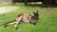 Kanguru di Healesville Sanctuary Park. (Liputan6.com/Tanti Yulianingsih)
