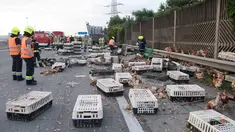 Petugas pemadam kebakaran mengumpulkan kotak yang berisi ayam di jalan raya A1 di Asten dekat Linz, Austria (4/7). Sebuah truk unggas yang membawa 7.000 ayam mengalami kecelakaan. (AFP Photo/APA/FOTOKERSCHI.AT/KERSCHBAUMMAYR)