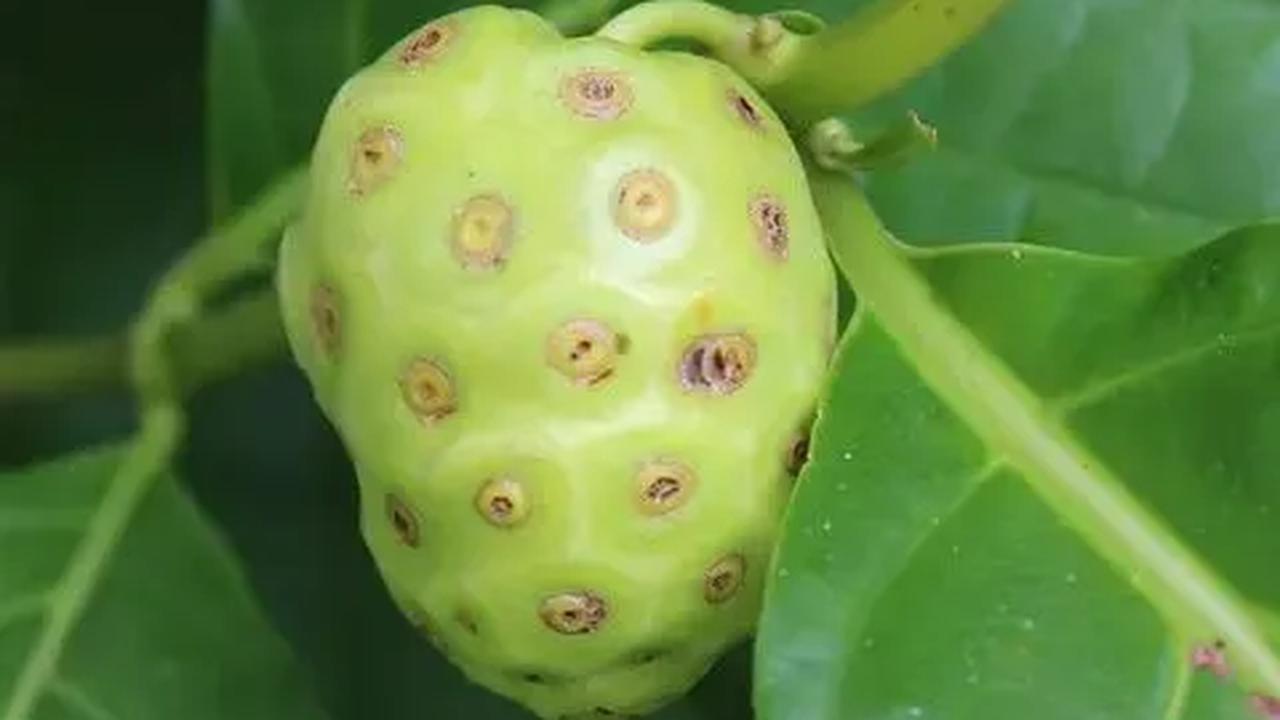 2. Mengkudu