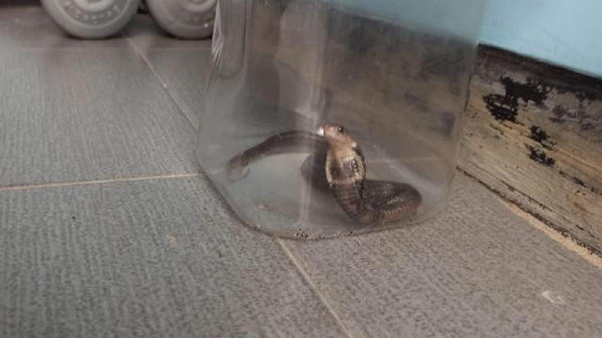 Ular Bersembunyi di Bawah Kasur, Apa yang Harus Dilakukan?