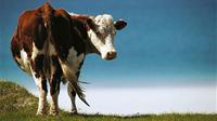 Di Inggris, hewan paling mematikan bukan hewan buas seperti harimau atau serigala, melainkan hewan ternak malas pemakan rumput: sapi.