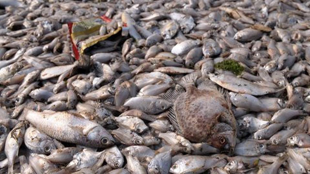 Peristiwa kematian hewan-hewan secara misterius yang menghebohkan