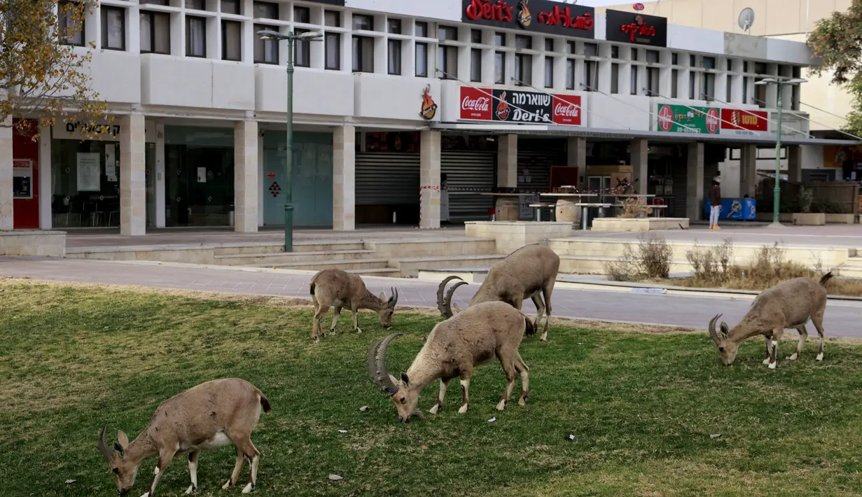 Nubian ibexes, sejenis kambing gurun memakan rumput saat berkeliaran di jalanan selama ockdown di Kota Mitzpe Ramon, Israel (4/2/2021). Penerapan lockdown ini membuat kambing gurun berkeliaran di tengah kota ketika warga dibatasi aktivitasnya. (AFP/ Menahem Kahana)