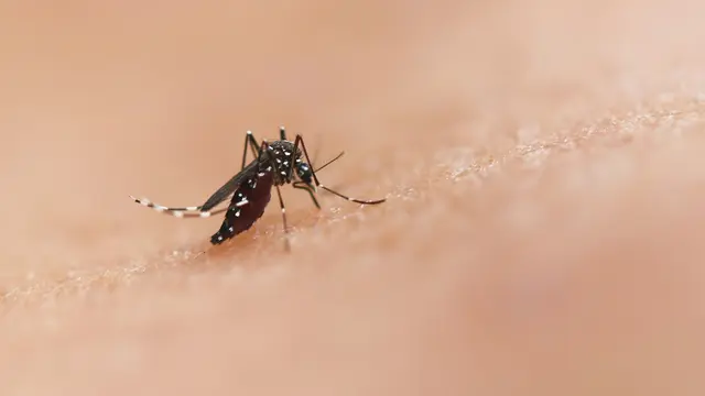 Mosquito