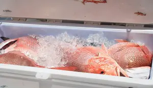 7 Tips Pilih Ikan Kakap, Termasuk Beli Ukuran Kecil